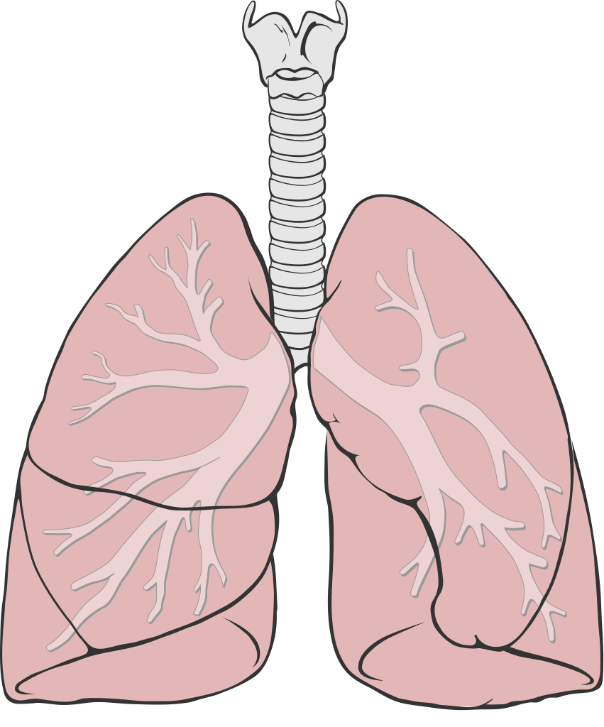 Enseña los pulmones, tráquea y bronquios